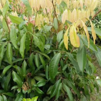 盆栽果樹苗產品圖片|圖片大全|圖片庫