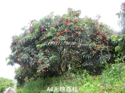 【供應A4無核荔枝苗無核率高達98%以上果樹苗】靈山縣武利鎮果豐果苗場 - 產品庫