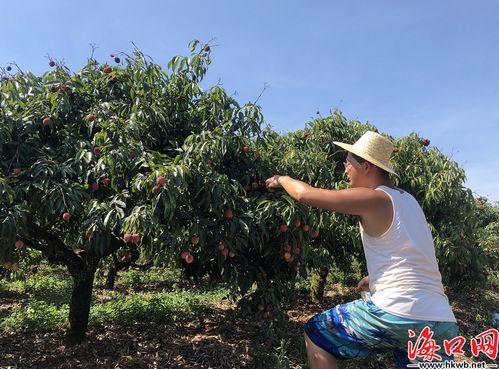 無核荔枝喜迎豐收 海口三門坡 荔枝家族 添新成員?？谖拿骶W