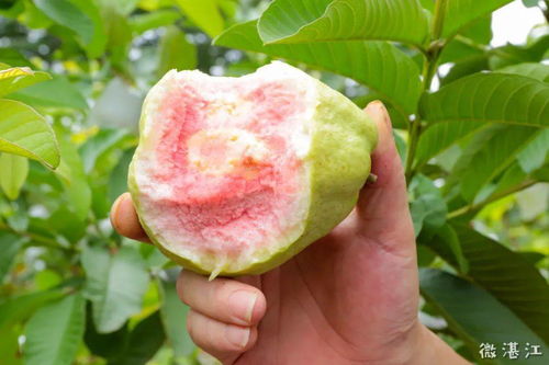 開在市區的 龍井山莊 果園開放啦 10元入園任摘任吃還有水果送