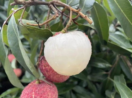 99元秒殺2斤 鮮嫩爽口,甜美多汁,無核大口吃