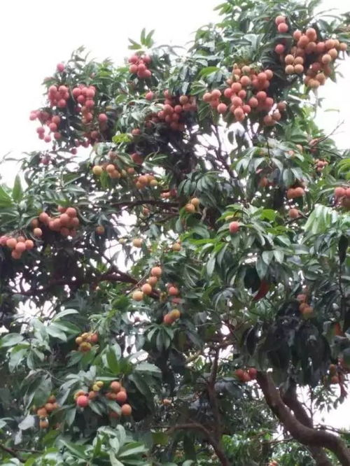 無荔枝不夏天 這些曾供皇室專享的荔枝廣州就可采摘啦