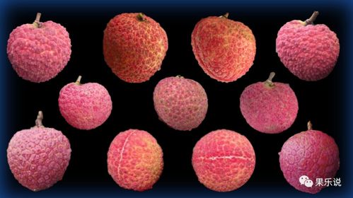 常見荔枝類 五 無核荔枝與荔枝王