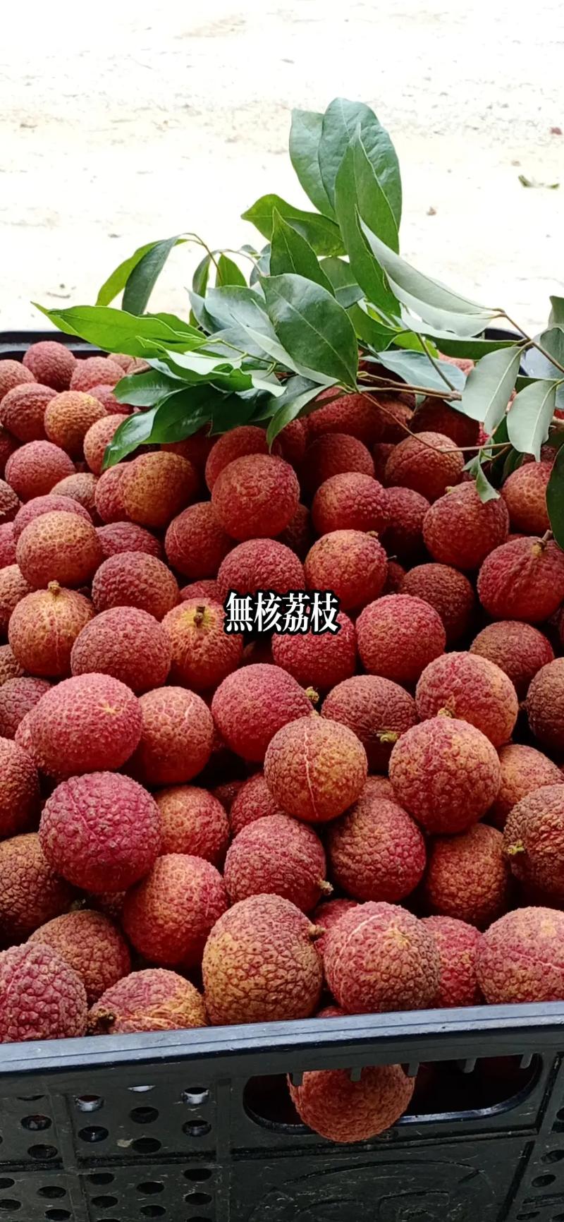 無核荔枝 甜美無核的果中新貴