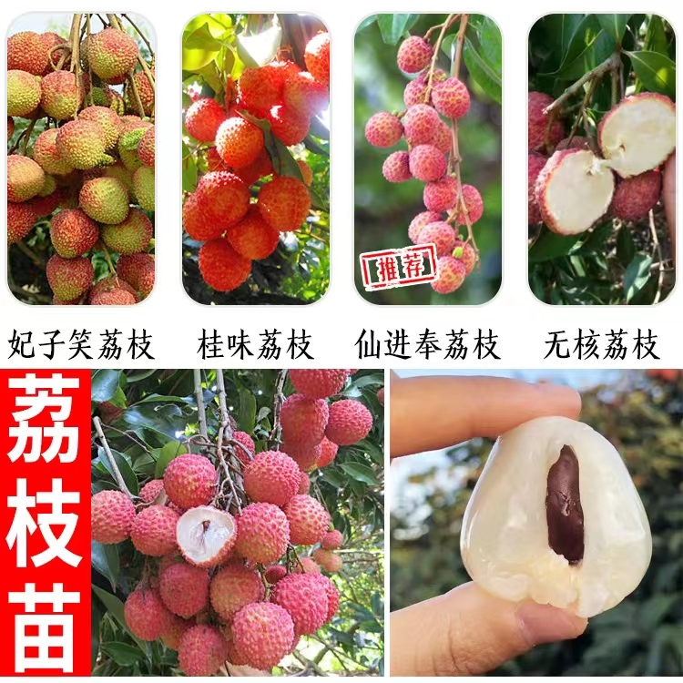 嫁接無核桂味與妃子笑荔枝 廣西優(yōu)質(zhì)大苗栽培指南