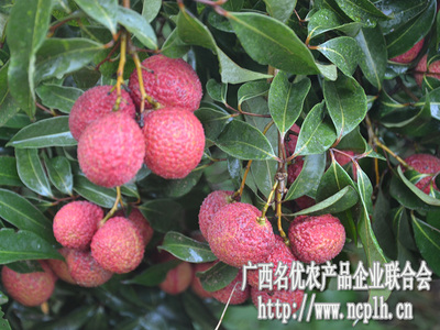 無核荔枝迎豐收，廣西名優(yōu)農(nóng)產(chǎn)品企業(yè)聯(lián)合會(huì)赴靈山專題調(diào)研