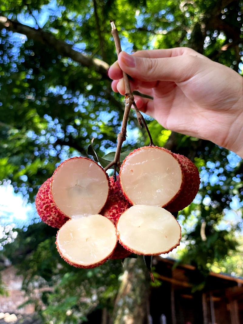 無核荔枝報(bào)恩來 一顆來自自然的甜蜜饋贈(zèng)