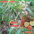 惠東A4無核荔枝苗 種植優(yōu)勢(shì)與市場(chǎng)前景探析